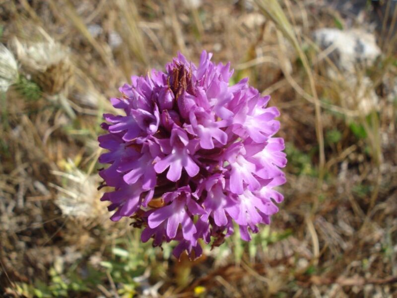Mistra Valley and Selmun Private Nature Tour with Transport - The Sum Up