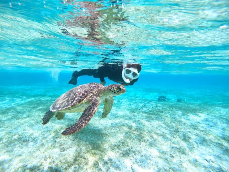 Miyako Island: Sea Turtle Snorkeling Tour - Tour Details