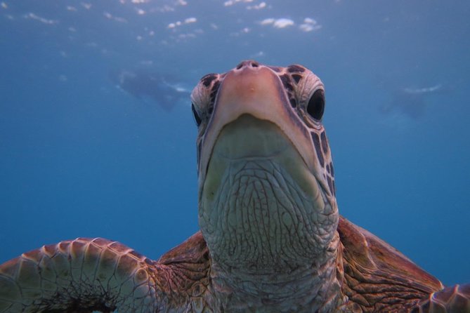 [Miyakojima Snorkel] Private Tour From 2 People Go to Meet Cute Sea Turtle - Inclusions
