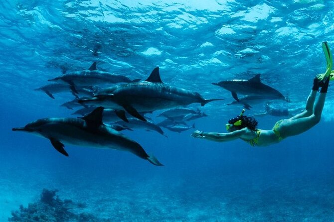 Mnemba Snorkeling, Dolphin and Baraka Natural Aquarium - Health and Safety