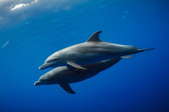 Mnemba Snorkeling, Dolphin and Baraka Natural Aquarium - Frequently Asked Questions