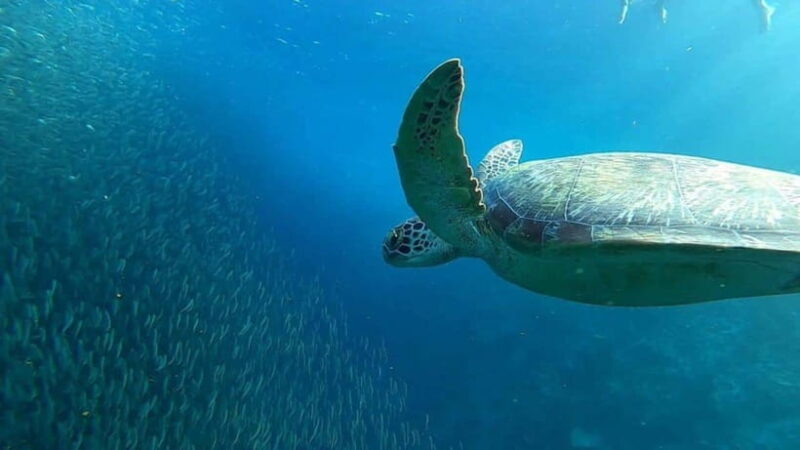 Moalboal: Pescador Island Hopping Adventure and Sardine Run - An In-Depth Look at the Pescador Island Tour