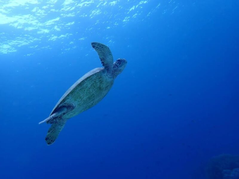 Moalboal Sardine Run, Sea Turtle & Mantayupan Falls - Booking Requirements