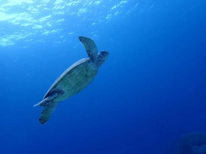Moalboal Sardine Run, Sea Turtle & Mantayupan Falls - Frequently Asked Questions
