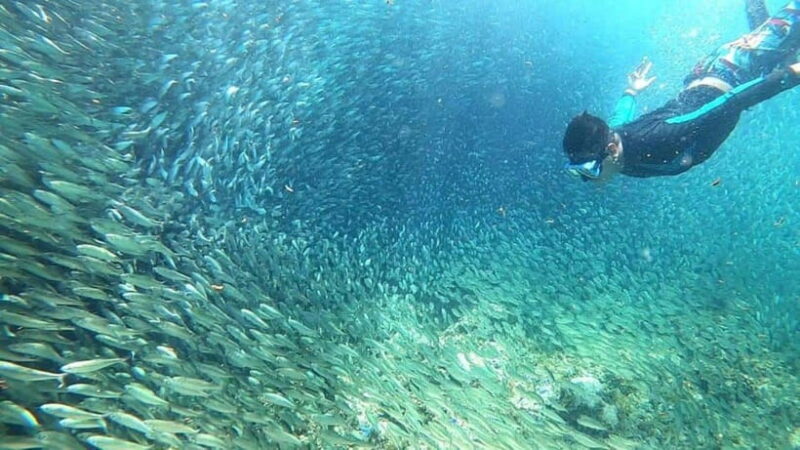 Moalboal: Sardine Run, Turtles and Pescador Island Hopping - What the Tour Includes and What It Doesn’t