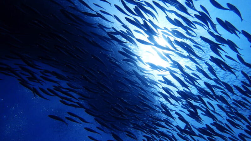 Moalboal Sardines Run Private Tour - Key Points