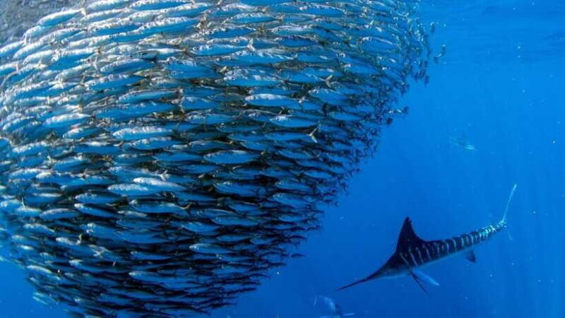 Moalboal Sardines Run Private Tour - A Deep Dive into the Moalboal Sardines Run Private Tour