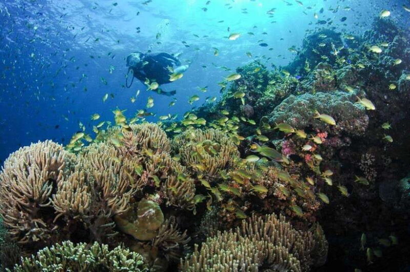 Moalboal: Scuba Diving and Pescador Island Hopping - FAQ