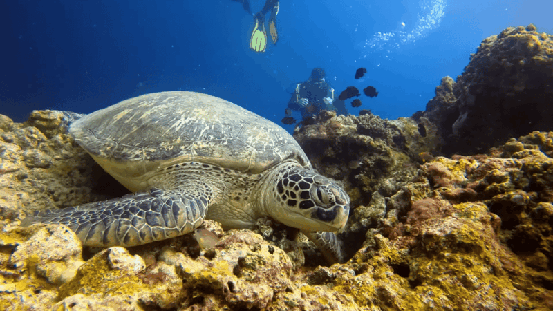 Moalboal : Scuba Diving Sardine Run and Turtle Chasing - Inclusions