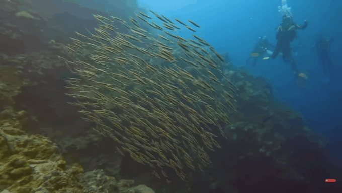 Moalboal : Scuba Diving Sardine Run and Turtle Chasing - Important Information