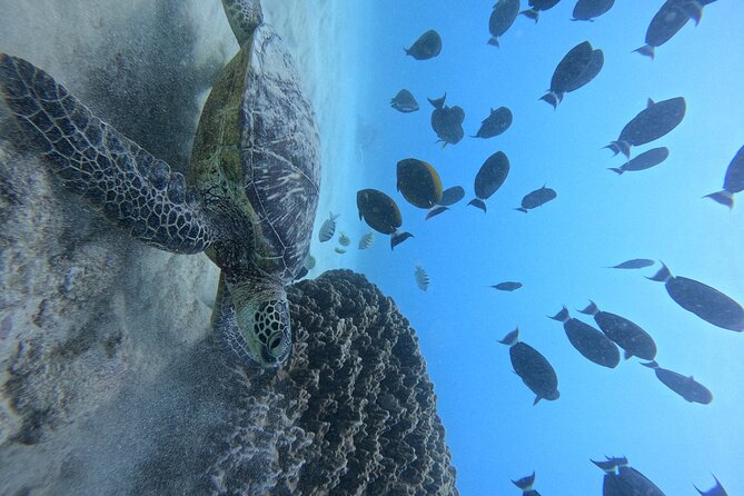 Moana's Guided Turtle Snorkel & Sailing Adventure at Waikiki - Inclusions and Amenities