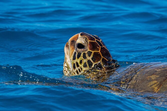 Moana's Guided Turtle Snorkel & Sailing Adventure at Waikiki - Frequently Asked Questions