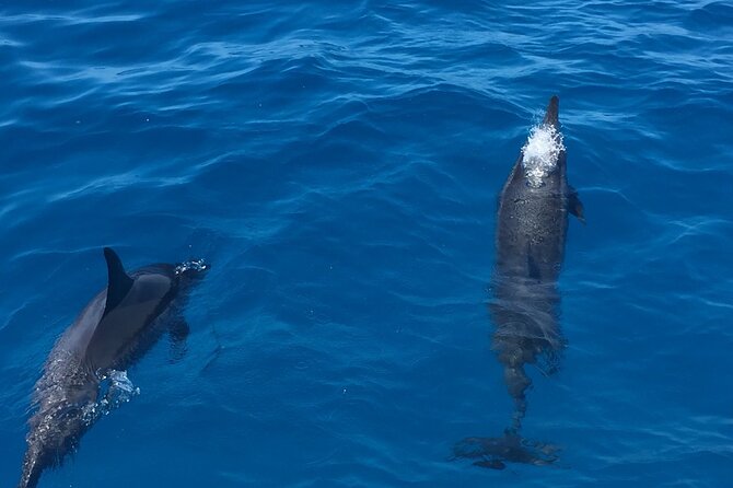 Moana's Waikiki Turtle Snorkeling Experience on Nalu - Relax on the Comfortable Catamaran