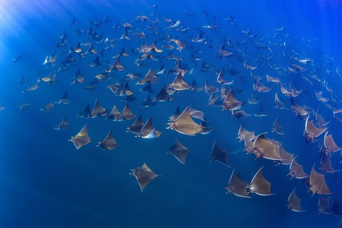 Mobula Ray Ocean Safari Day Trip - Payment Options