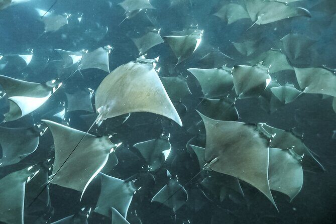 Mobula Ray Snorkeling with Photos Included - Itinerary Breakdown