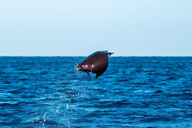 Mobula Ray Snorkeling with Photos Included - Authentic Experiences and Review Highlights