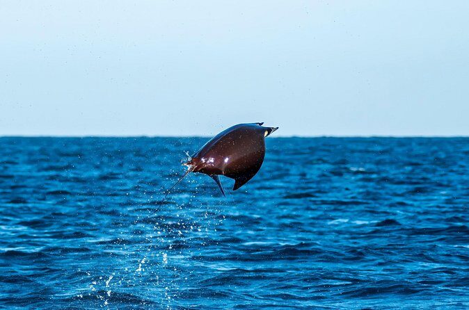 Mobula Ray Snorkeling with Photos Included - Practical Details: Transportation, Timing, & Group Size