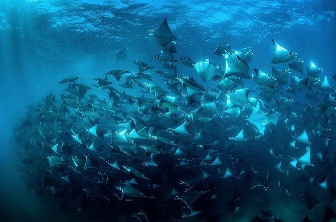 Mobula Ray Snorkeling with Photos Included - The Sum Up