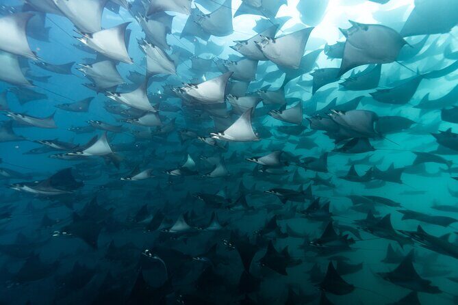 Mobulas and Cetaceans Day Trip - Introduction