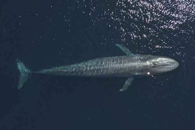 Mobulas and Cetaceans Day Trip - Key Points