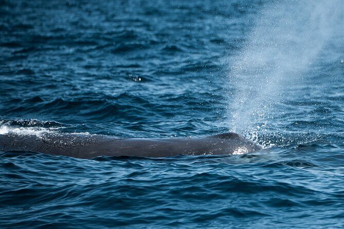 Mobulas and Cetaceans Day Trip - What We Loved About the Tour