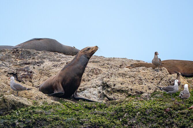 Mobulas and Cetaceans Day Trip - The Value and Who It’s For