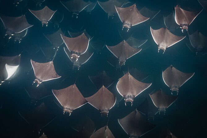 Mobulas and Cetaceans Day Trip - The Sum Up