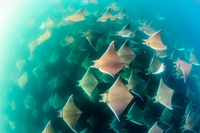 Mobulas Safari and Wildlife in La Ventana with a Marine Biologist - An In-Depth Look at What You Can Expect