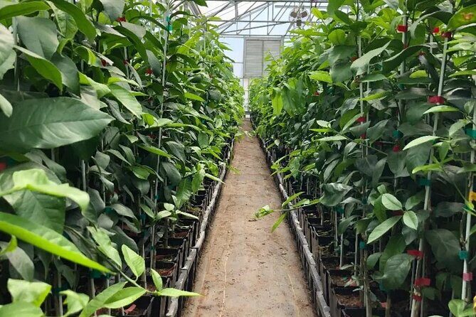 Modesto Discovery Agri-History and Cultural Highlights Audio Tour - Who Should Consider This Tour?