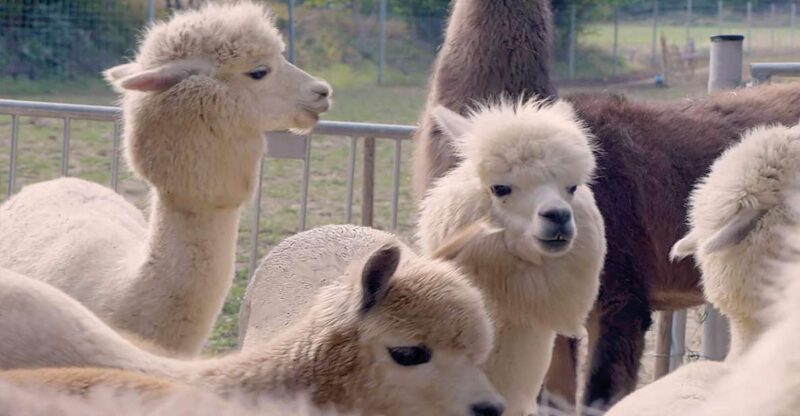 Mödling: Scenic Guided Hike With Alpacas and Llamas - Good To Know