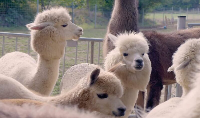 Mödling: Scenic Guided Hike With Alpacas and Llamas - Itinerary Details