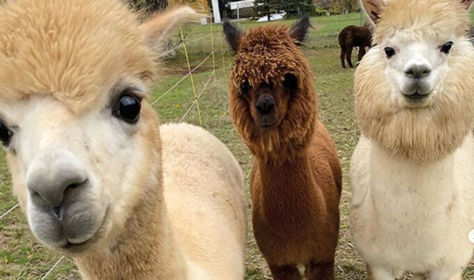 Mödling: Scenic Guided Hike With Alpacas and Llamas - Booking Information and Policies