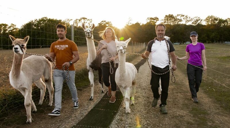Mödling/Vienna: Scenic Guided Hike with Alpacas and Llamas - An In-Depth Look at the Experience