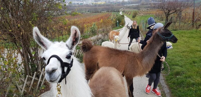 Mödling/Vienna: Scenic Guided Hike with Alpacas and Llamas - A Review of the Feedback