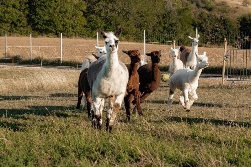 Mödling/Vienna: Scenic Guided Hike with Alpacas and Llamas - The Sum Up