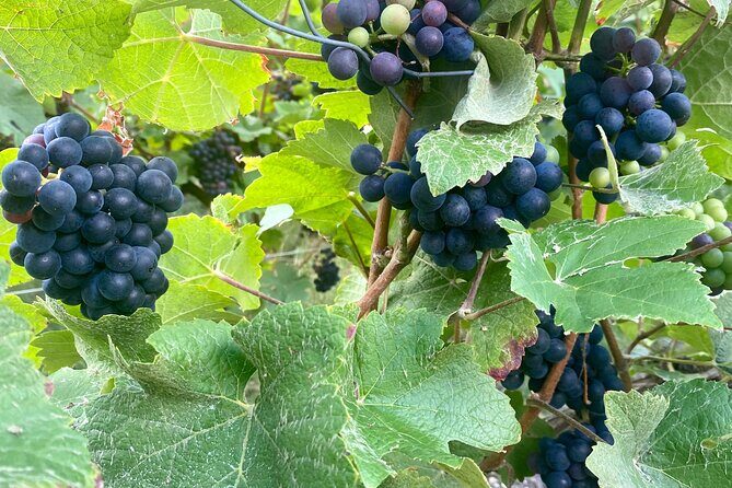 Moet et Chandon Taittigner Private Champagne Day trip from Paris - What Makes This Tour Stand Out?