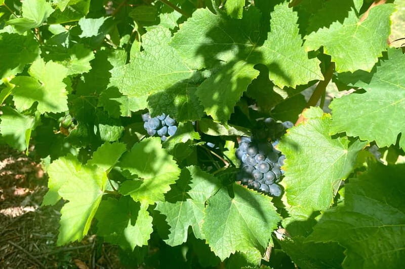 Moet et Chandon Veuve Clicquot Pommery Private Champagn Trip - Final Thoughts