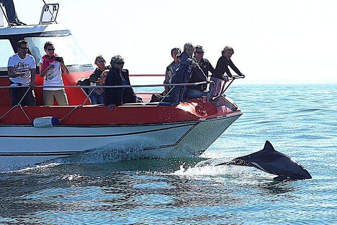 Mola Mola Marine Dolphin Cruise From the Walvis Bay Waterfront to Pelican Point - Inclusions and Exclusions