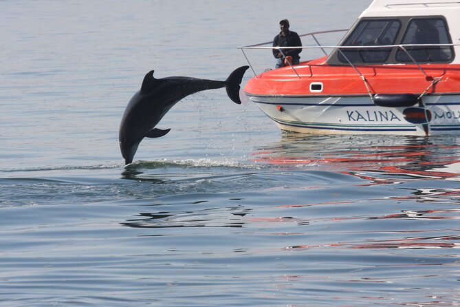 Mola Mola Marine Dolphin Cruise From the Walvis Bay Waterfront to Pelican Point - Meeting Point Details