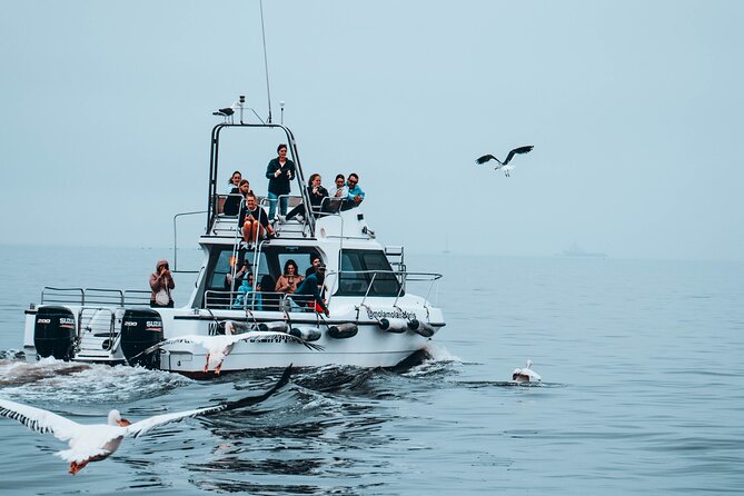 Mola Mola Marine Dolphin Cruise From the Walvis Bay Waterfront to Pelican Point - Accessibility Features