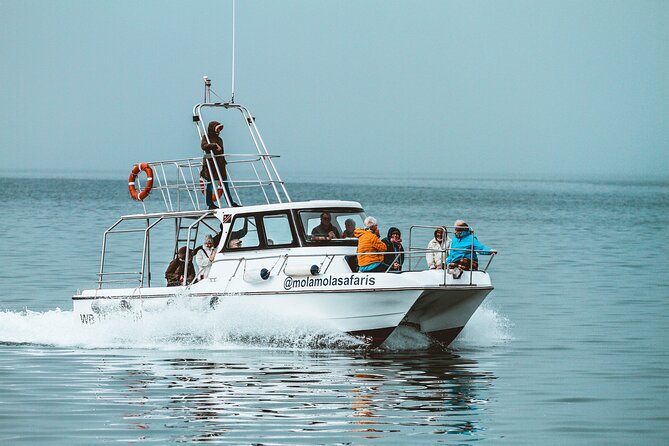 Mola Mola Marine Dolphin Cruise From the Walvis Bay Waterfront to Pelican Point - Customer Reviews and Ratings