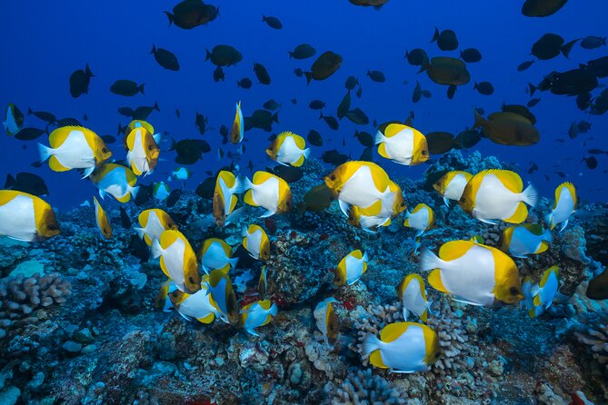 Molokini Crater Snorkeling Adventure - Frequently Asked Questions