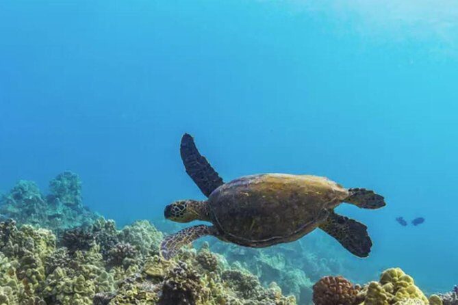 Molokini & Turtle Adventure: Small Group from Ma'alaea Harbor - The Sum Up