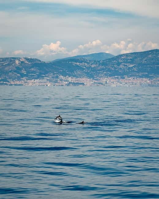 Monaco : Cetacean Watching Boat Cruise - The Experience: What to Expect on the Water