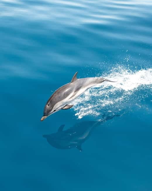 Monaco : Cetacean Watching Boat Cruise - Why is this Tour Worth It?