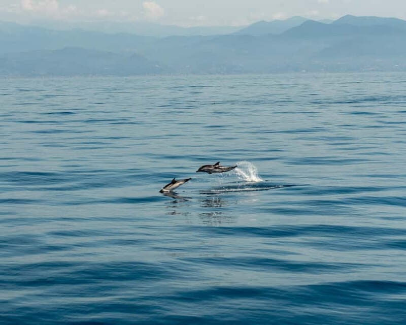 Monaco : Cetacean Watching Boat Cruise - Practical Tips for the Trip
