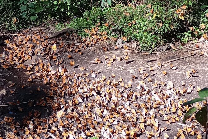 Monarch Butterflies El Rosario Preserve from Mexico City - Introducing the Monarch Butterflies El Rosario Preserve Tour