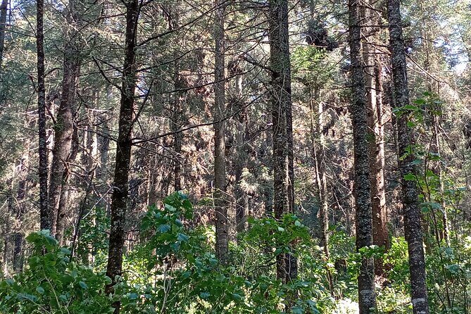 Monarch Butterflies El Rosario Preserve from Mexico City - Key Points