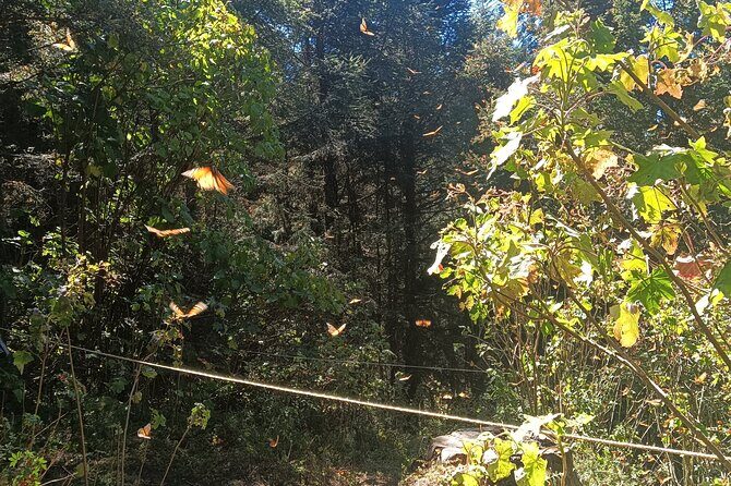 Monarch Butterflies El Rosario Preserve from Mexico City - Analyzing the Value
