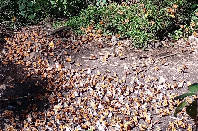 Monarch Butterflies El Rosario Preserve from Mexico City - FAQs